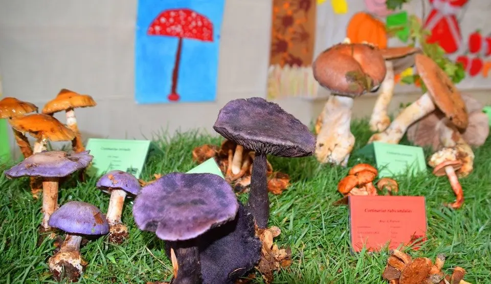Exposicion de cogumelos das Xornadas Micoloxicas de Cee-Foto-Rafa Quintans 1