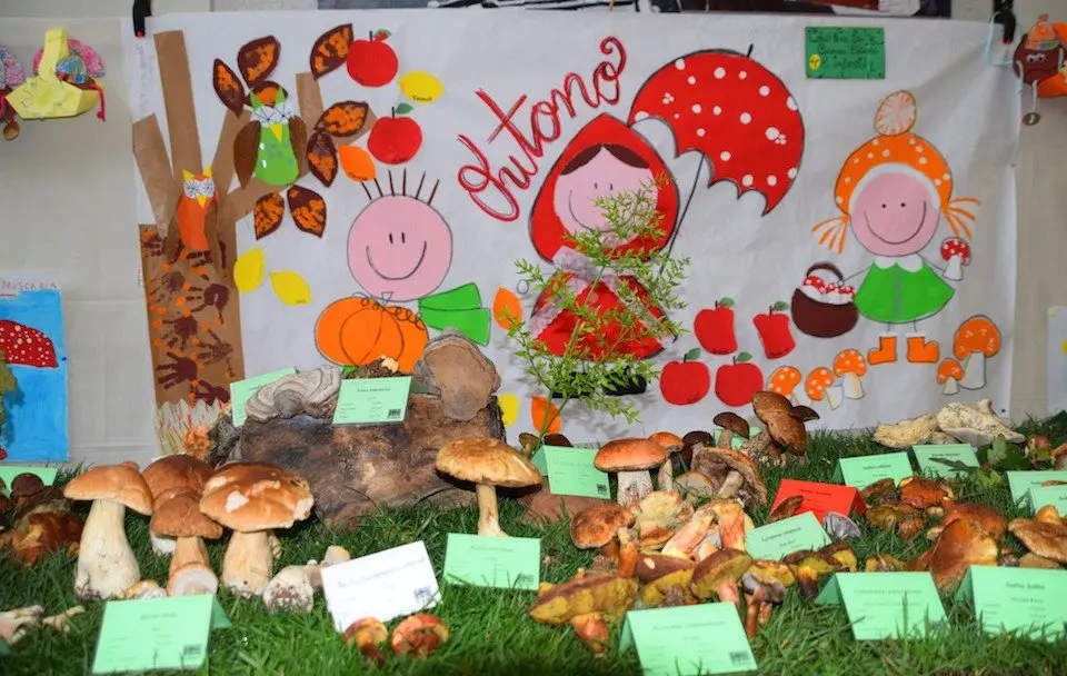 Exposicion de cogumelos e debuxos das Xornadas Micoloxicas de Cee-Foto-Rafa Quintans 1