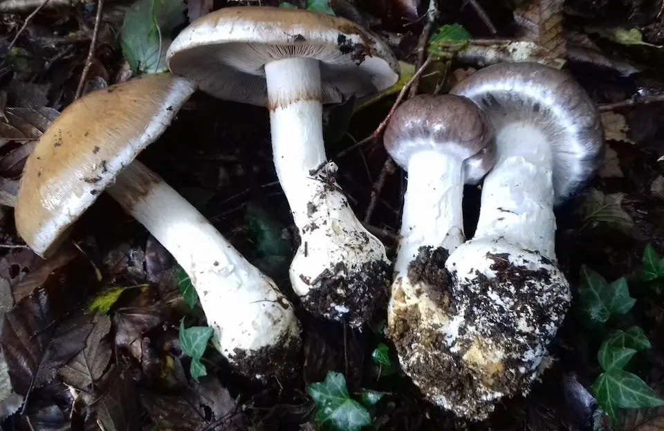 Cortinarius praestans especie moi rara en Galicia que conseguiu Pan de Raposo
