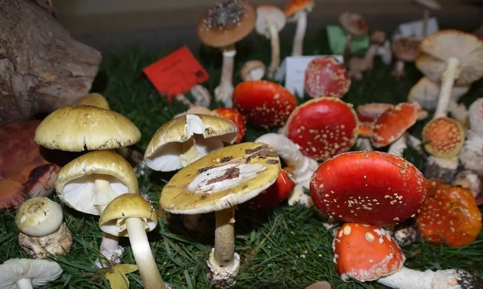 Amanitas na expo de Cee-Foto-Rafa QUintans