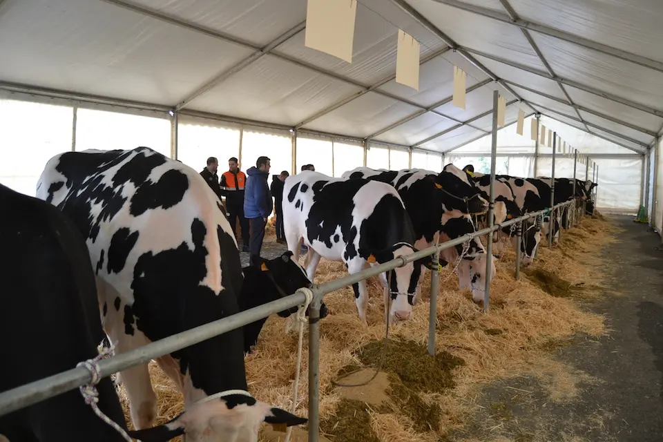 Semana Gandeira Mazaricos 22-Poxa dentro