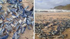 Veleirinos en Mar de Fora-Fotos-Xusto