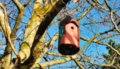 Caixa niño morcego balares
