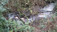 2025.12.18.- Porcos mortos en Coiro (2)