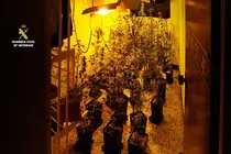 Marihuana Carballo 1