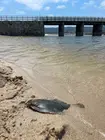 Mortadada de peixes na colmatada ria de Baldaio