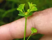 Euphorbia uliginosa en Carballo