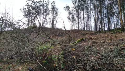 Estadro critico do bosque da Ribeira da Pena