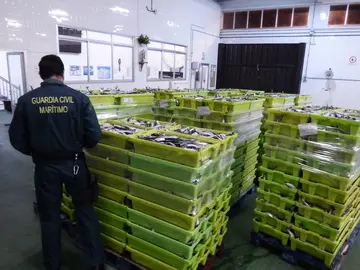 Imaxe doutro comiso de sardina pola Garda Civil o pasado ano