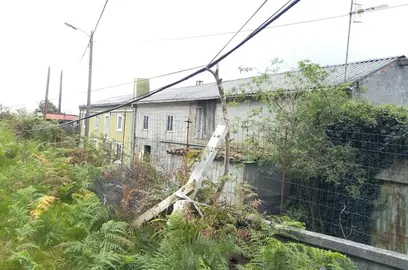 Cables de telefono apoiados en troncos