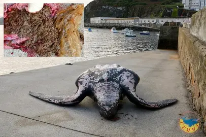 tartaruga con plastico no estomago varada en Malpica