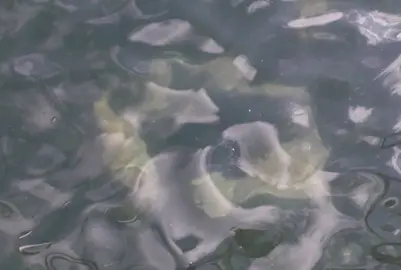 A foto sicodélica é un anaco grande lona plástica soterrada no fondo das auga de Camarinas
