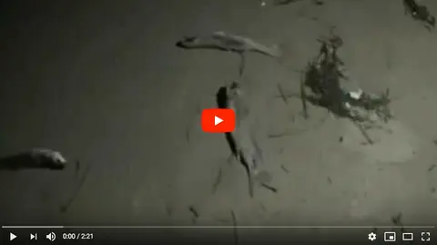 Video do cemiterio de peixes da Lagoa de Baldaio