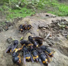 campana-vespa-velutina-zas1