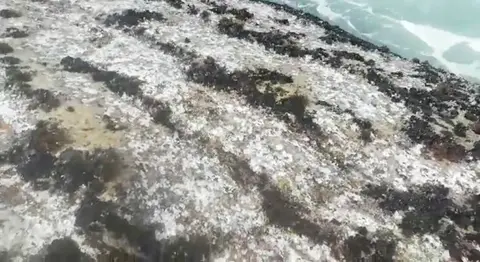 Rocha pelada de percebe