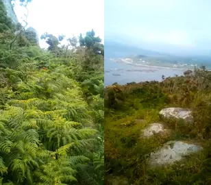 Antes e despois de desbrozar o Camino dos Faros por Malpica