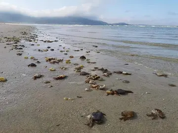 A praia de Carnota convertida nun camposanto de patexos-Foto-Argi
