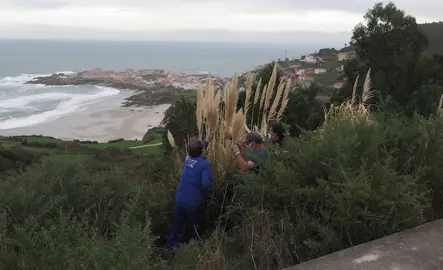 Eliminación plumachos nos montes de Caion