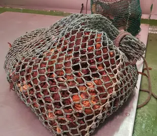 Necoras requisadas en Corme e Malpica