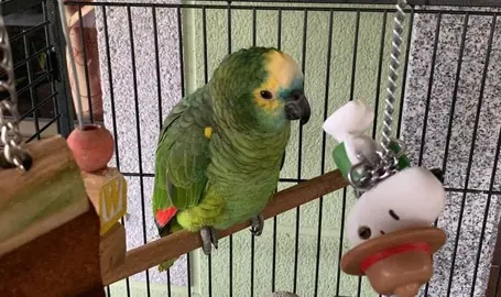 Curro o papagaio da Laracha volve a casa