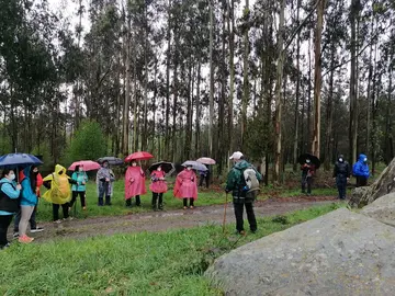 Eucaliptos no Bosque da Ribeira da Pena-Senda NOva