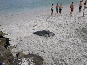 Doque lobo marino Laxe 2021