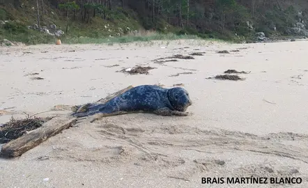 Leon Marino Leis en Muxia