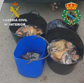 Polbo requisado en Camarinas