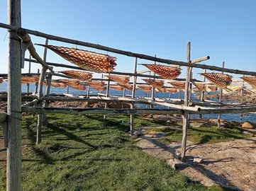 Os últimos congros pendurados no secadoiro da Pedriña