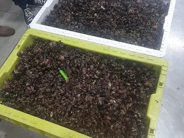 36 kilos de percebes furtivos en Muxia