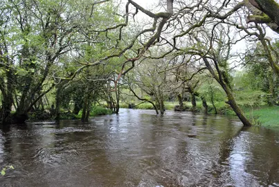 Carballeira-Dovesa de Baio -Foto- David Lourido