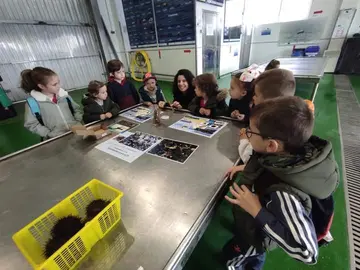 Rapazada de Laxe na lonxa