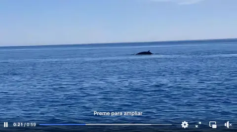 Baleas na Costa da Morte