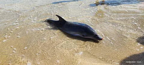 golfiño varado en Malpica