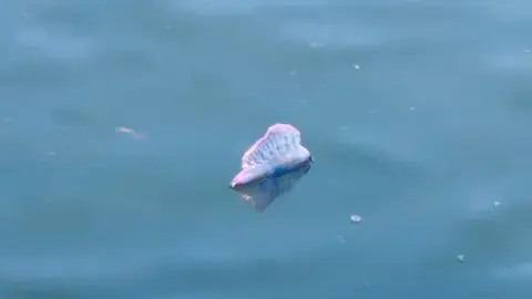 Caravelas portuguesas na ria de Camarinas