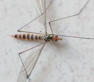 Unha típula atopada en Muxía