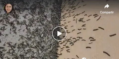 Plaga vermes Baio Video