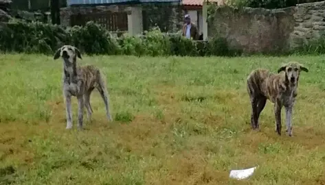 fotocadelas_abandonadas