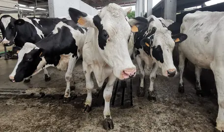 vacas nunha granxa costeira