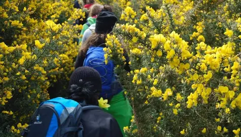  Camino dos Faros cheo de toxos