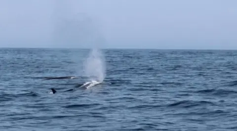 Baleas polas Sisargas-Foto-CEMMA