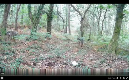 lobos en canduas copia