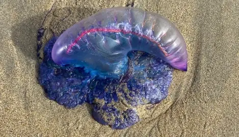 carabela portuguesa retirada en Carballo