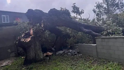 Carballo milagreiro de San Fins acabou arrasado