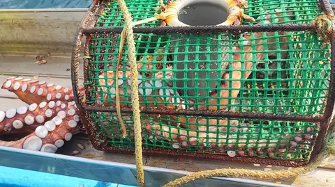 nasa de polbo da pesca artesanal da Costa da Morte