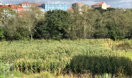 Kirk bateu co millo na Piroga