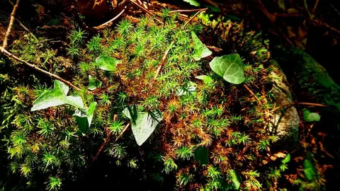 Monte Cambeiro-Foto-Paco Peru