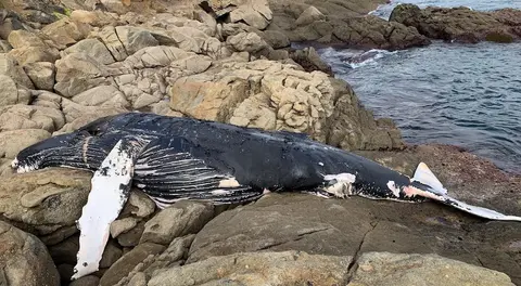balea xibarta varada en Cabo Tourinan-Foto-Luis Corra 2