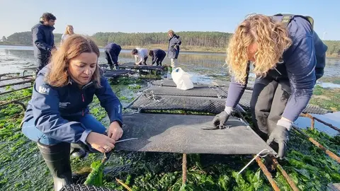 20241118 DXDP semente Camariñas 3