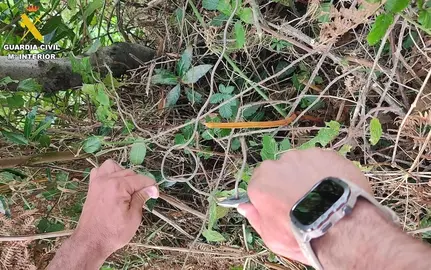 Lazos animais Garda Civil Laracha